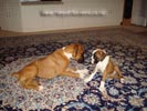 W Litter Fawn & White Boy