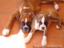 W Litter Fawn & White Boy