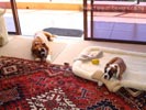 W Litter Fawn & White Boy