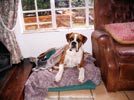 Tanyati Z Litter