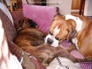 Tanyati Z Litter
