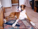 Tanyati Z Litter