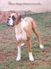 Tanyati Z Litter