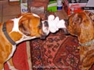 Tanyati Z Litter
