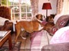 Tanyati Z Litter