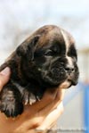 Big Zee of Kellaney (imp. Serbia)