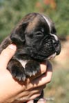 Big Zee of Kellaney (imp. Serbia)