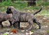 Big Zee of Kellaney (imp. Serbia)