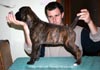 Big Zee of Kellaney (imp. Serbia)