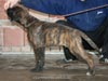 Big Zee of Kellaney (imp. Serbia)