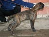 Big Zee of Kellaney (imp. Serbia)
