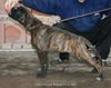 Big Zee of Kellaney (imp. Serbia)