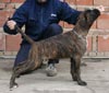 Big Zee of Kellaney (imp. Serbia)