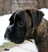 Big Zee of Kellaney (imp. Serbia)