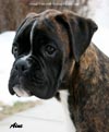Big Zee of Kellaney (imp. Serbia)