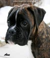 Big Zee of Kellaney (imp. Serbia)