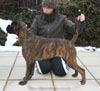 Big Zee of Kellaney (imp. Serbia)
