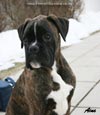Big Zee of Kellaney (imp. Serbia)