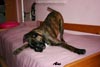 Big Zee of Kellaney (imp. Serbia)