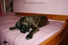 Big Zee of Kellaney (imp. Serbia)