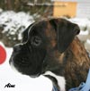 Big Zee of Kellaney (imp. Serbia)