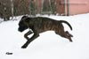 Big Zee of Kellaney (imp. Serbia)
