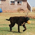 Big Zee of Kellaney (imp. Serbia)