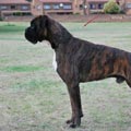 Big Zee of Kellaney (imp. Serbia)