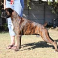 Big Zee of Kellaney (imp. Serbia)